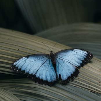 A blue butterfly rests on a partially-damaged leaf.